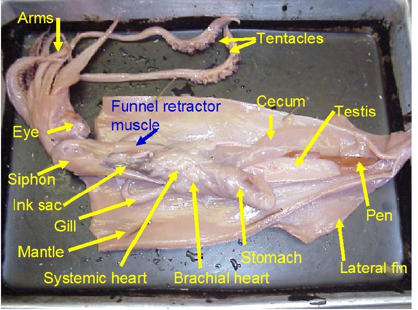 anatomy of squids